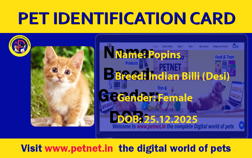 Pet Identification Card