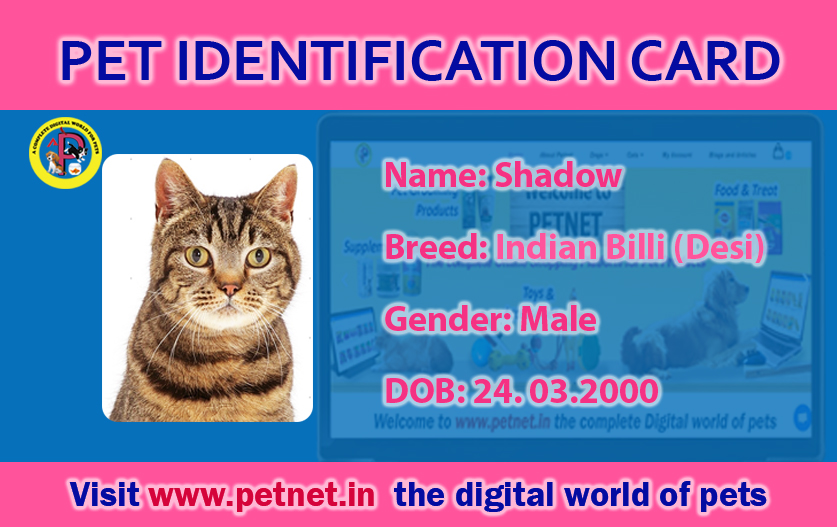 Pet Identification Card