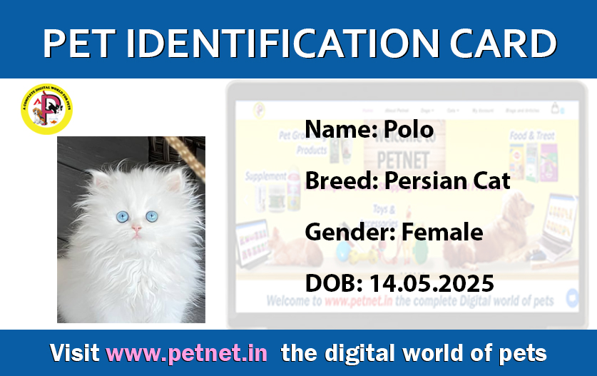 Pet Identification Card