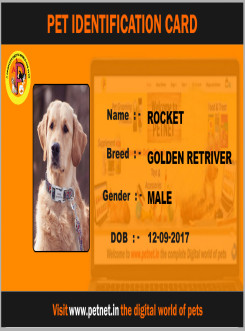 Pet Identification Card