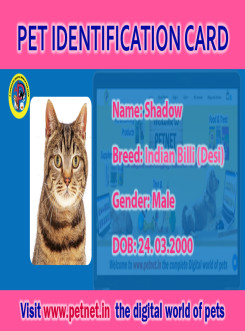 Pet Identification Card