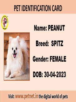 Pet Identification Card