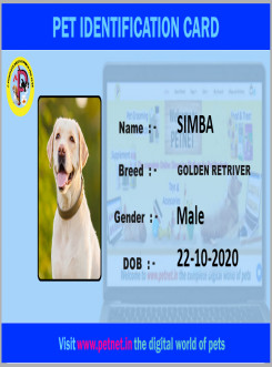 Pet Identification Card